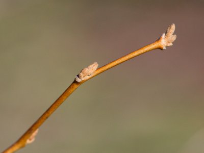 Styrax japonica - sturač japonský - pupen